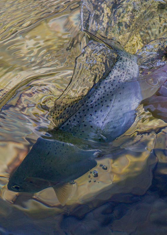 A Westslope Cutthroat Trout