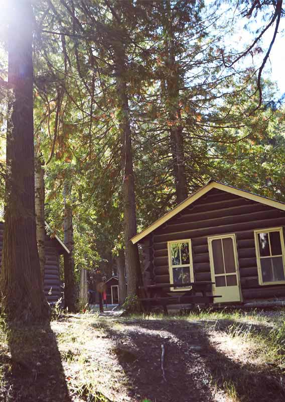 Wooden cabins among trees at Apgar Village