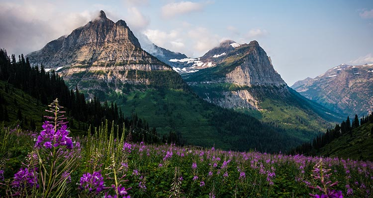 Mount Oberlin and Mount Cannon with field of fireweed (Chamerion angustifolium) in the foreground.