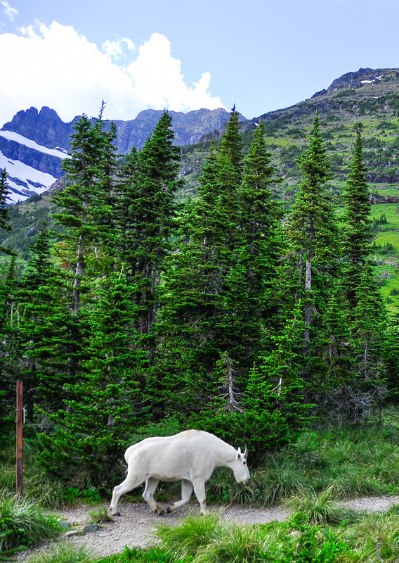 A mountain goat walking along a trail in Glacier National Park.